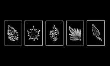 瑪麗-珍．穆希歐勒-電磁攝影、燈箱、錄像作品《光之森：植物能量標本館》